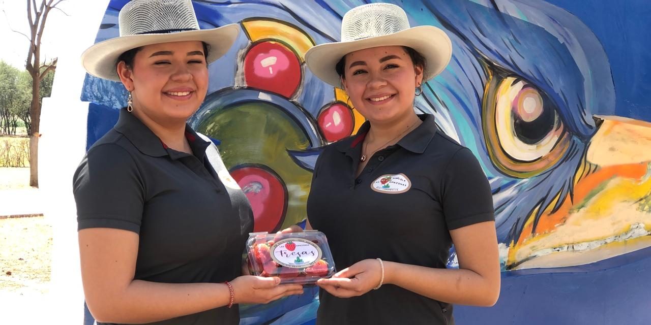 “Las Amazonas” de la UPB inventan sistemas de siembra de fresas que aumenta 5 veces la producción