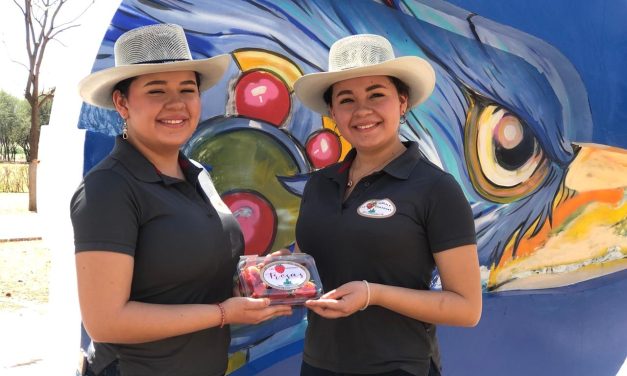“Las Amazonas” de la UPB inventan sistemas de siembra de fresas  que aumenta 5 veces la producción