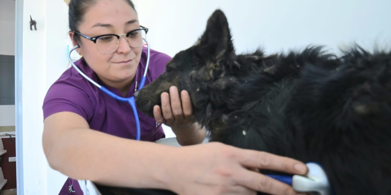 Inician nuevas jornadas de esterilización en el Centro de Control y Asistencia Animal