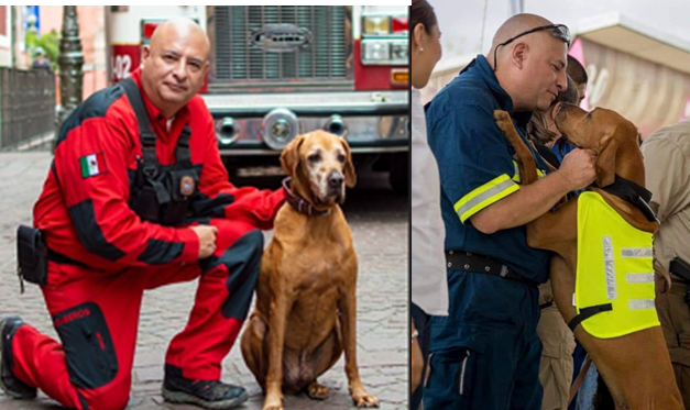 Ladra alto Titán… Fallece perro rescatista del cuerpo de  bomberos en la capital