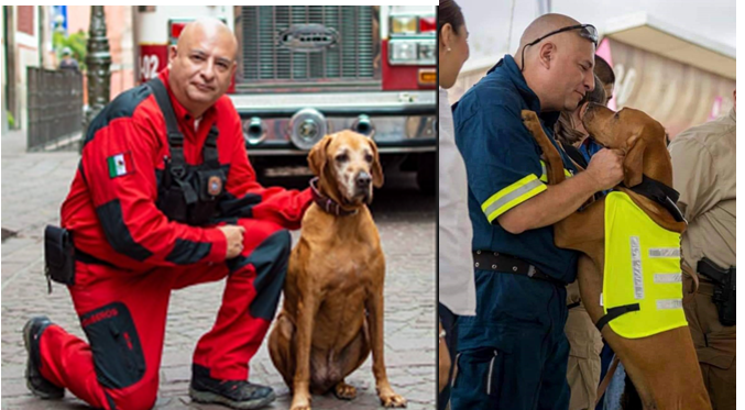 Ladra alto Titán… Fallece perro rescatista del cuerpo de  bomberos en la capital