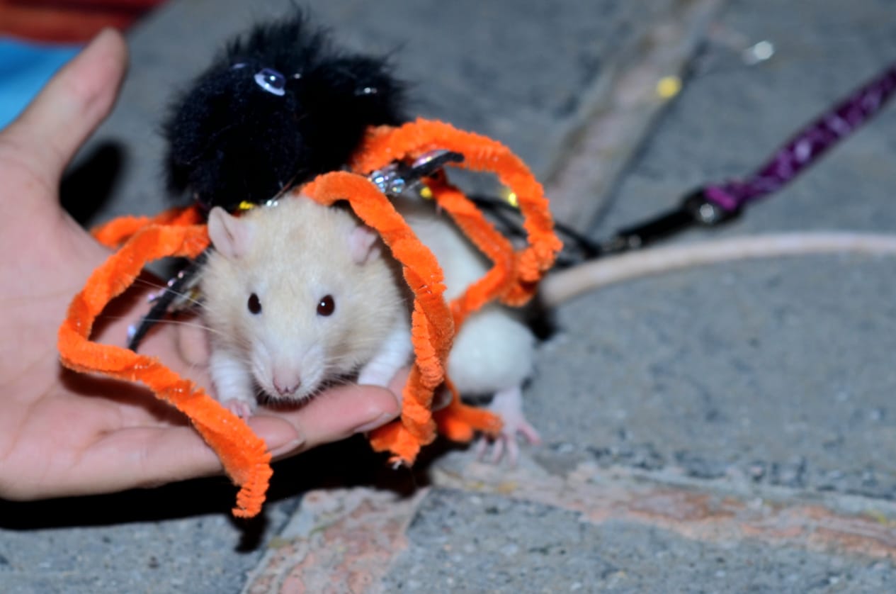 concurso de perritos día d emuertos (7)